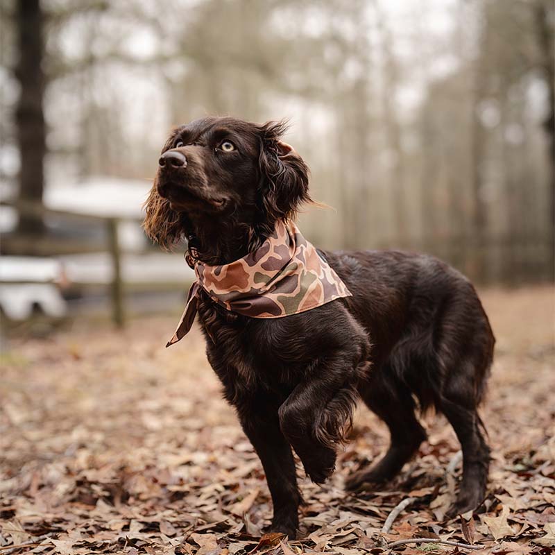 LBO Dog Bandana